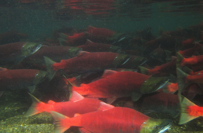 A ball of salmon, congregated in Lake Nerka; their normally silvery scales turn a vibrant red to attract a mate. Photo credit: Duncan Sullivan